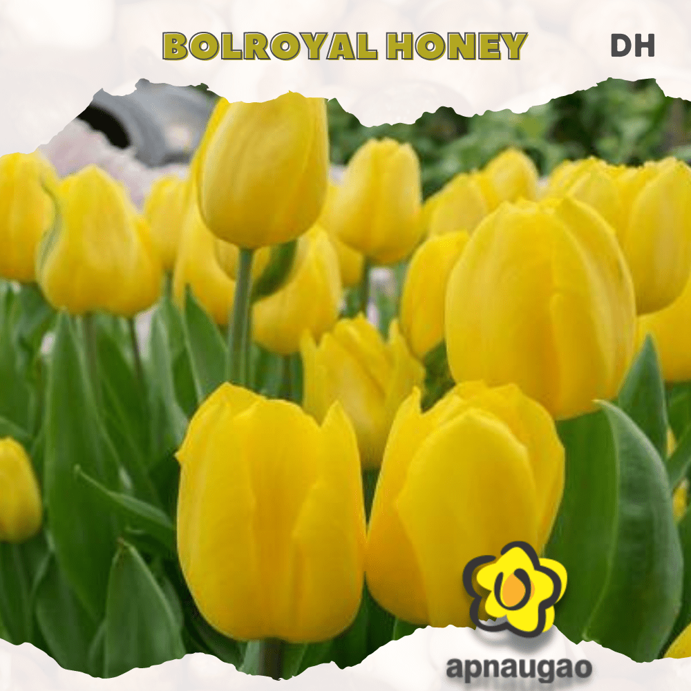 BOLROYAL HONEY | Min. Qty - 10 Pieces - Apnaugao