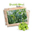 Brussels Sprouts Organic Seeds - Apnaugao
