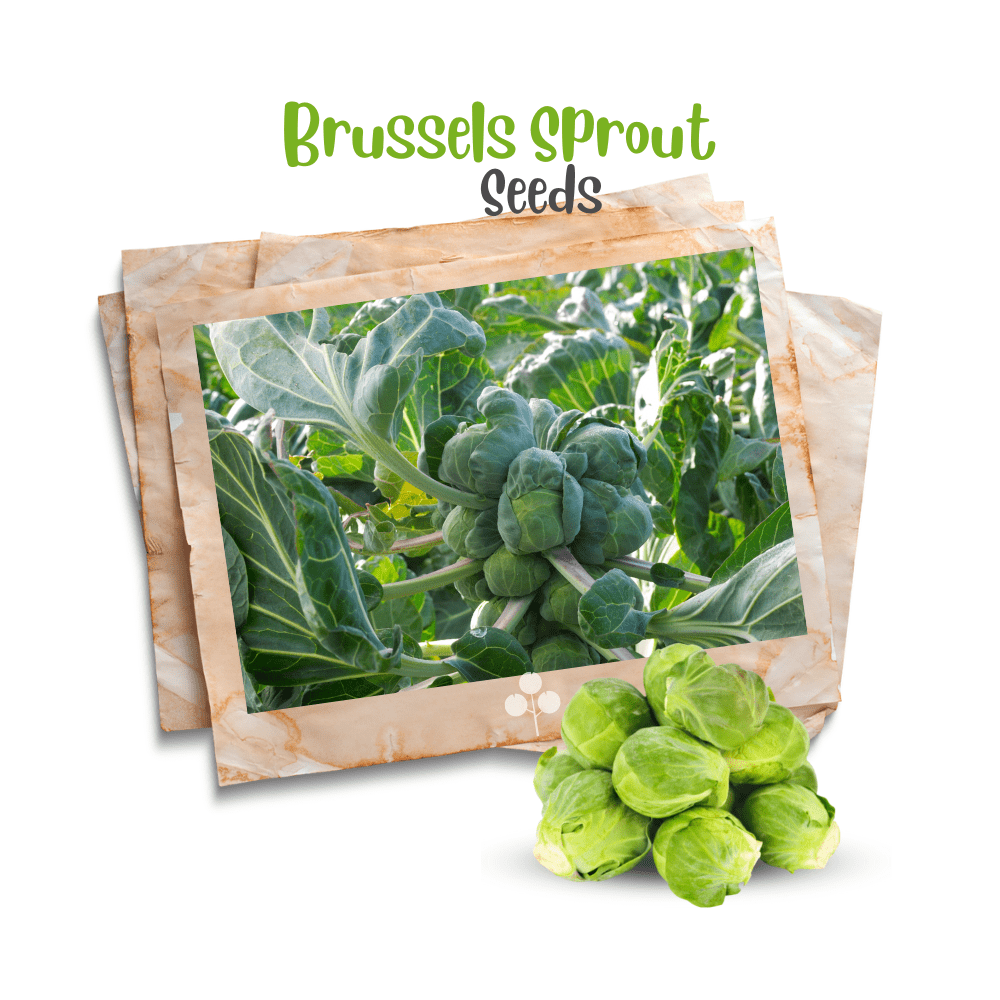 Brussels Sprouts Organic Seeds - Apnaugao
