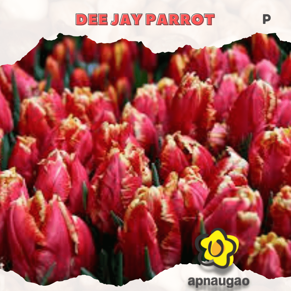 DEEJAY PARROT | Min. Qty - 10 Pieces - Apnaugao