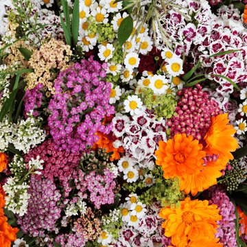 Dianthus F1 Hybrid Mix Seeds - Fragrant, Colorful Blooms