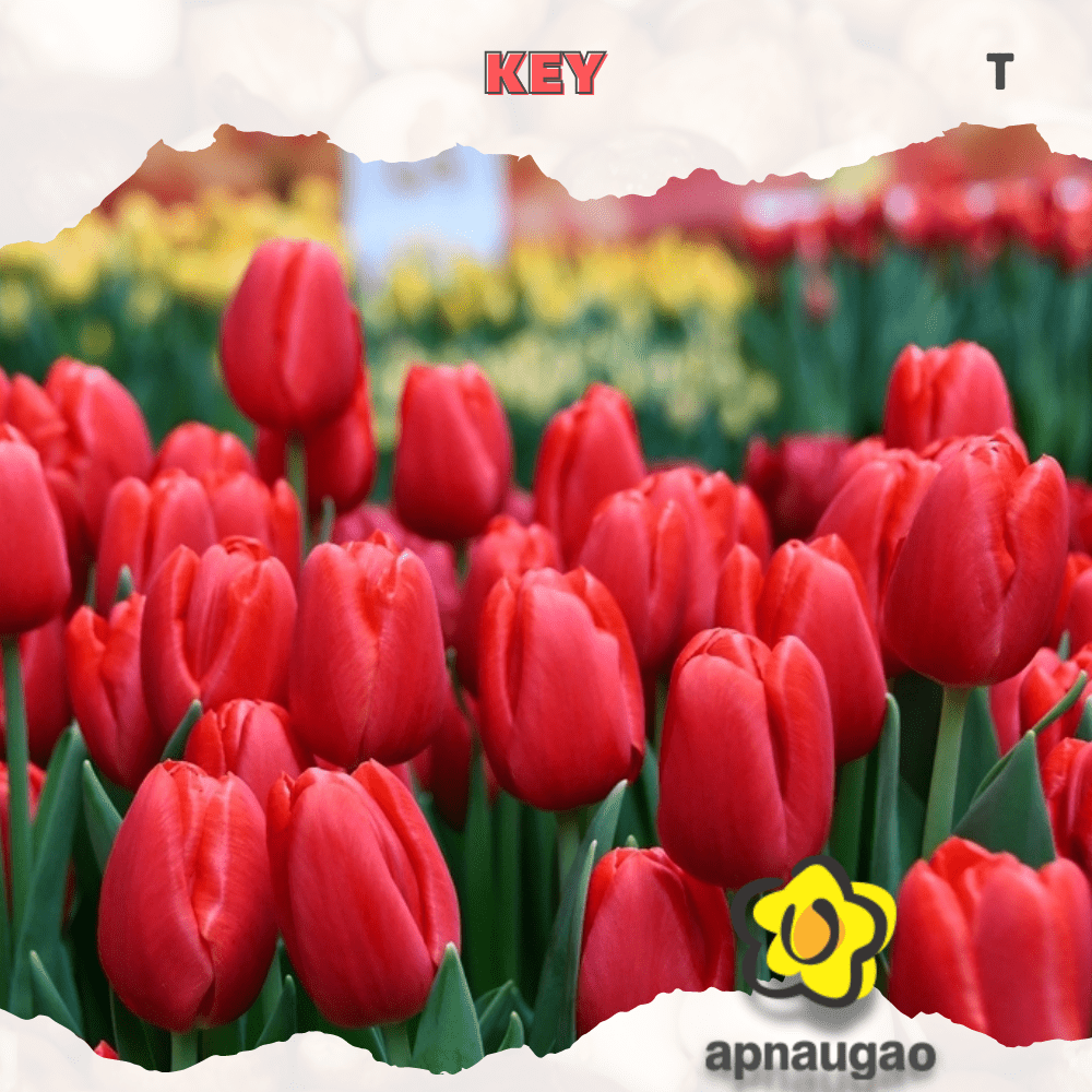 KEY | Min. Qty - 10 Pieces - Apnaugao