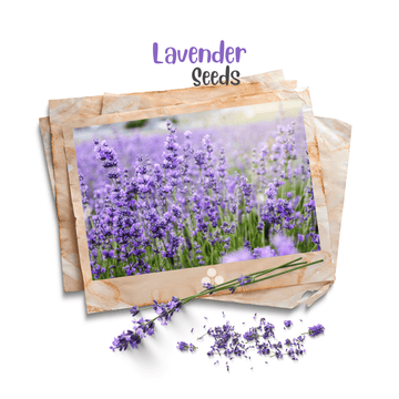 Lavender Organic Seeds - Apnaugao