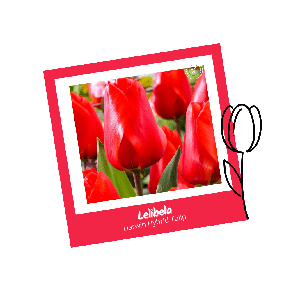 Lalibela Darwin Hybrid Tulip Bulbs - Apnaugao