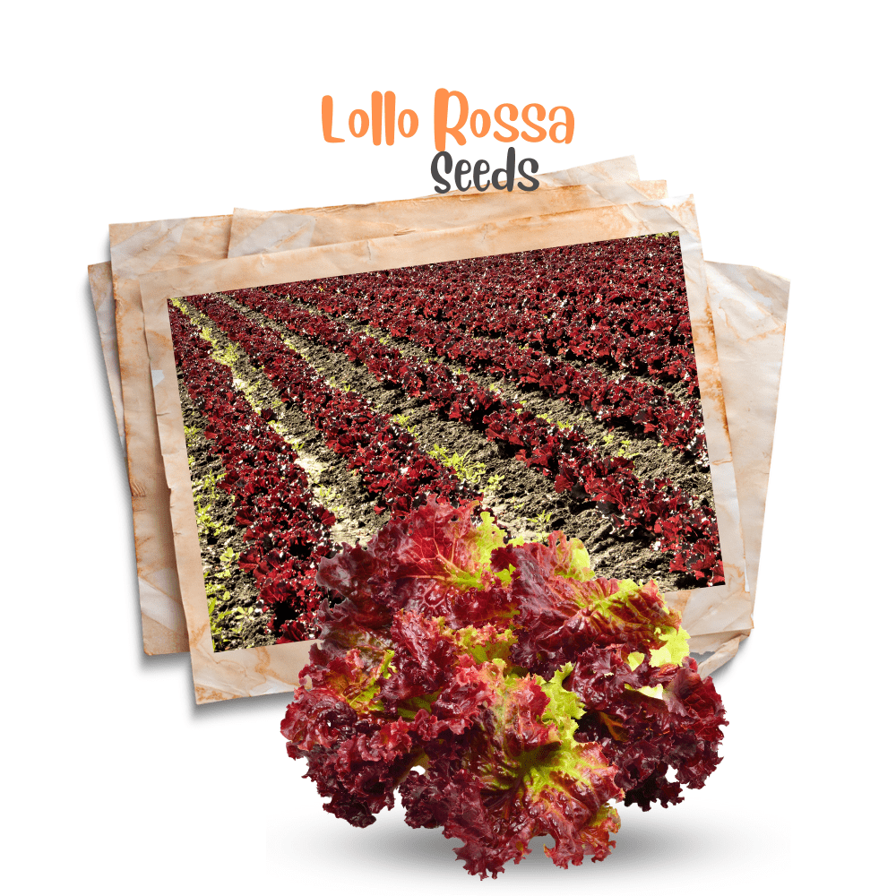 Lettuce Lollo Rossa Seeds - Apnaugao