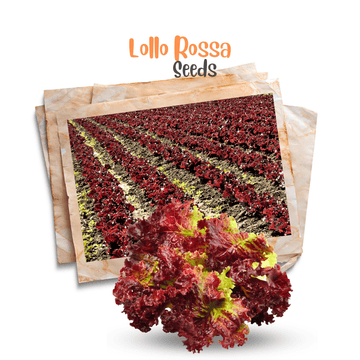 Lettuce Lollo Rossa Seeds - Apnaugao