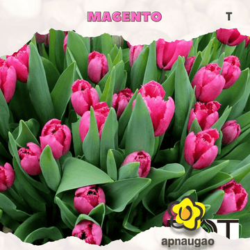 MAGENTO | Min. Qty - 10 Pieces - Apnaugao
