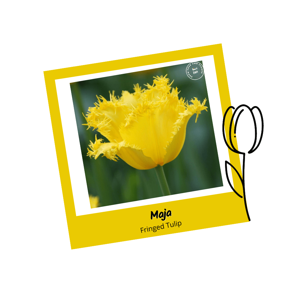 Maja Triumph Tulip Bulbs - Apnaugao