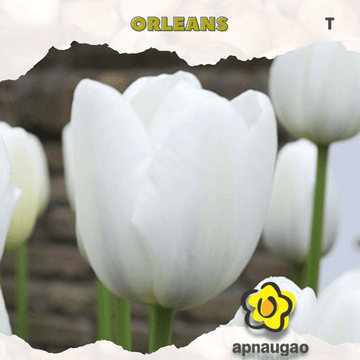 ORLEANS | Min. Qty - 10 Pieces - Apnaugao