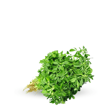 Fenugreek ( Qasuri Methi ) OP Seeds - Apnaugao