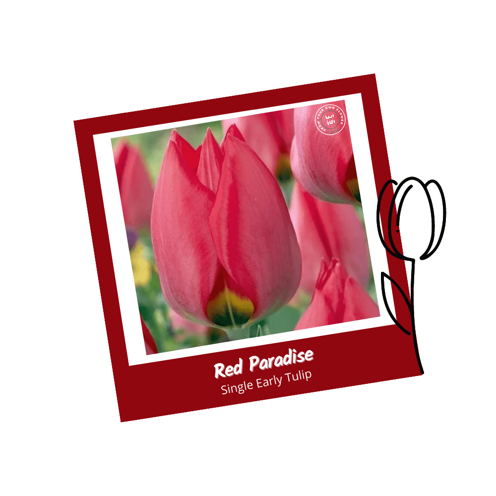 Red Paradise Single Entry Tulip Bulbs - Apnaugao