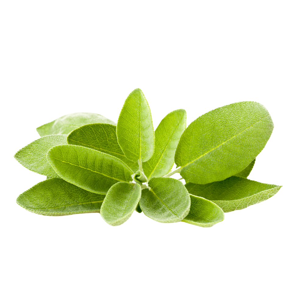 Sage Seeds - Apnaugao
