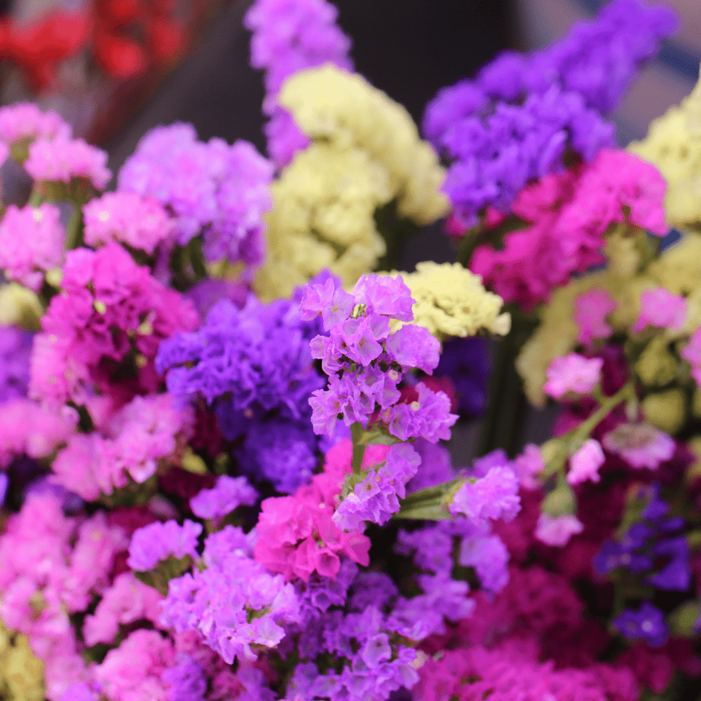 Statice Mix Flower  F1 Hybrid Seeds -Premium Flower Variety