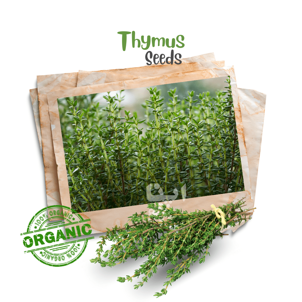 Thyme Organic Seeds - Apnaugao