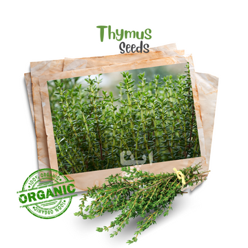 Thyme Organic Seeds