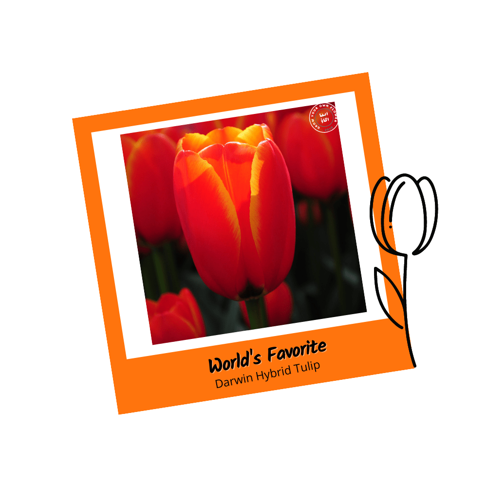 World's Favorite Darwin Hybrid Tulip Flower Bulbs - Apnaugao