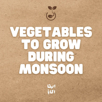 Grow More This Monsoon: Easy Vegetables and Herbs for Home Gardening