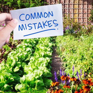 5 Big Mistakes in Home Gardening :  Do not Reapet