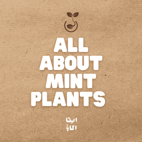 All about mint plants - types, scientific names and uses - ApnaUgao