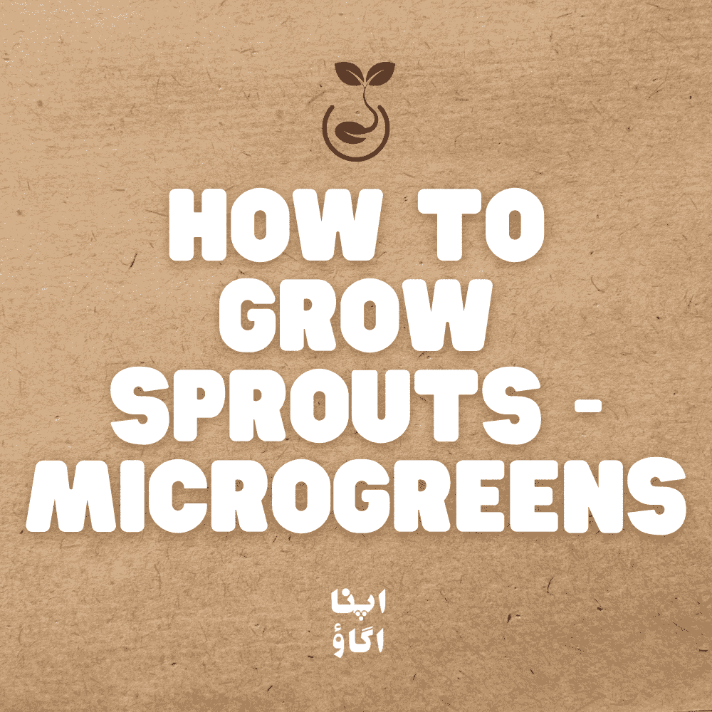 how to grow microgreens as sprouts