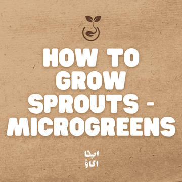 how to grow microgreens as sprouts