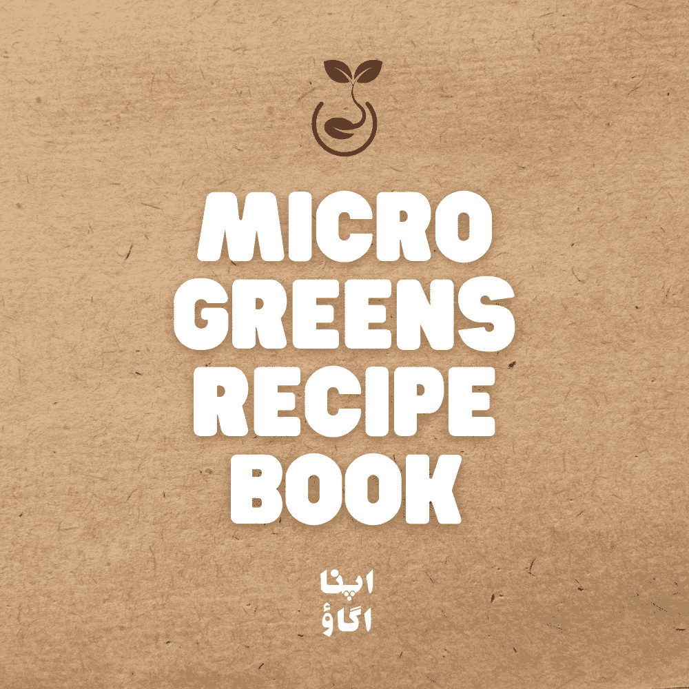 Sprouts, microgreens and baby leaves - how to eat and use in recipes - ApnaUgao