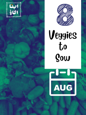 Vegetables To Grow In August in Pakistan