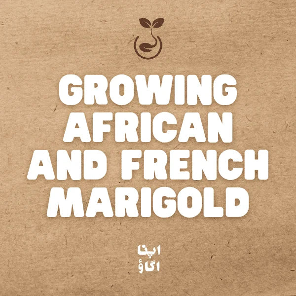 Complete Guide to grow African and French Marigolds