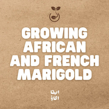 Complete Guide to grow African and French Marigolds