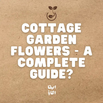 Cottage Garden Flowers for Pakistani Winters: Lupine, Foxglove, Canterbury Bells and More
