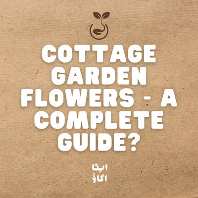 Cottage Garden Flowers for Pakistani Winters: Lupine, Foxglove, Canterbury Bells and More