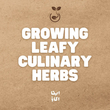 how to grow Culinary Herbs in Pakistan