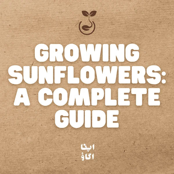 Growing Sunflowers in Pakistan- a complete guide how to