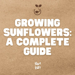 How to Grow Sunflowers in Pakistan: Complete Guide to Cut & Bedding