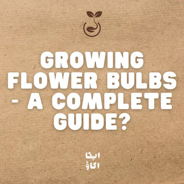 How to Grow Gladiolus, Daffodil & Saffron Bulbs in Pakistan: Complete Planting Guide