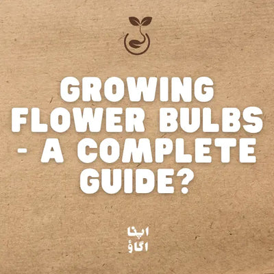 How to Grow Gladiolus, Daffodil & Saffron Bulbs in Pakistan: Complete Planting Guide