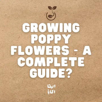 How to Grow Poppies from Seed in Pakistan: Sowing, Care and Varieties