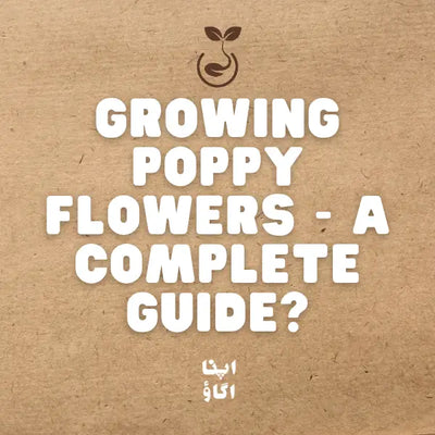 How to Grow Poppies from Seed in Pakistan: Sowing, Care and Varieties