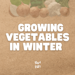 Winter Vegetable Gardening in Pakistan: Beginner’s Guide