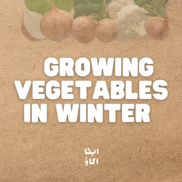 Winter Vegetable Gardening Guide for Beginners