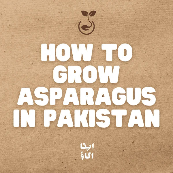 How to Grow Asparagus in Pakistan - apnaugao