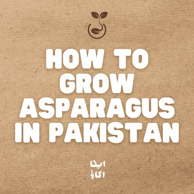 How to Grow Asparagus in Pakistan - apnaugao