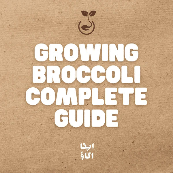 how to grow broccoli in Pakistan