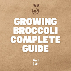 How to Grow Broccoli in Pakistan: Complete Home Gardening Guide