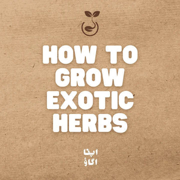 Growing Mediterranean herbs in Pakistan