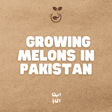 How to Grow Melons : Watermelon, Cantaloupe and Honeydew Guide