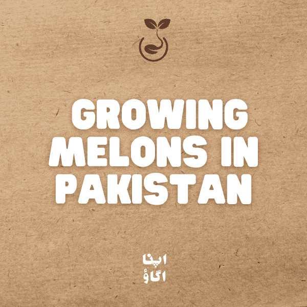 How to Grow Melons : Watermelon, Cantaloupe and Honeydew Guide