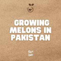 How to Grow Melons : Watermelon, Cantaloupe and Honeydew Guide