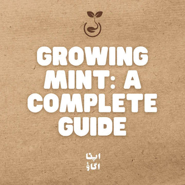 how to grow mint in pakistan