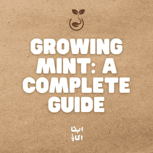 how to grow mint in pakistan